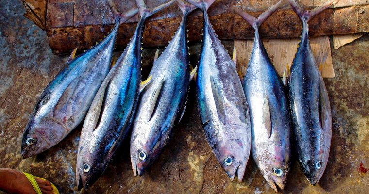 Olej z tuńczyka jako suplement zdrowej żywności